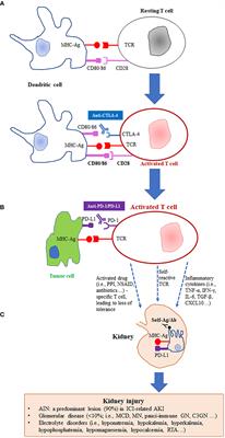 Immune checkpoint inhibitor related nephrotoxicity: Advances in clinicopathologic features, noninvasive approaches, and therapeutic strategy and rechallenge